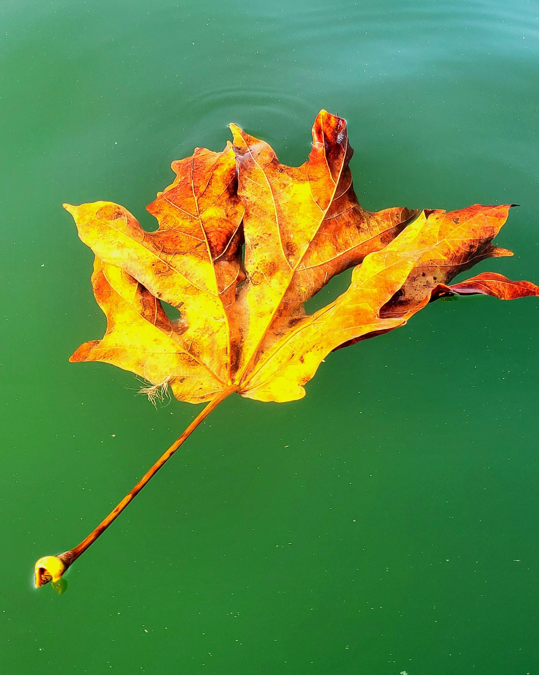 An autumn leaf floating on green water.